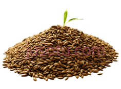 种子,自然,棕色PNG