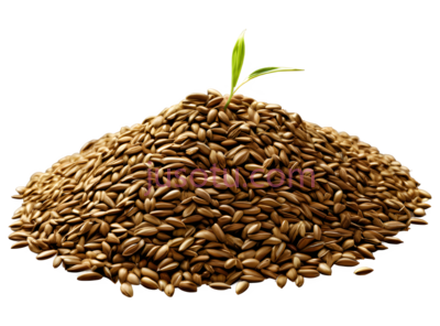 种子,自然,棕色, PNG