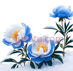 牡丹,插画,蓝色,白色PNG