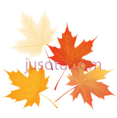 枫叶,插画,白色,黄色,橙色PNG