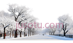 雪树,冬季景观,白色PNG