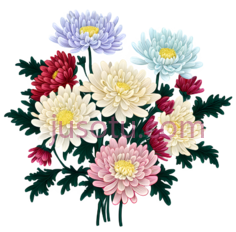 菊花,插画,蓝色,红色,黄色,粉色PNG