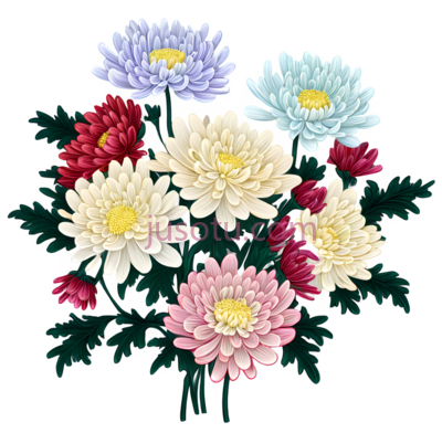 菊花,插画,蓝色,红色,黄色,粉色, PNG