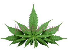 大麻叶, PNG