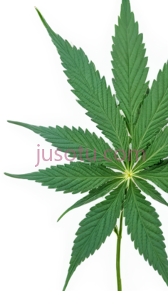 大麻叶,自然,绿色PNG