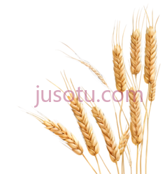 麦穗PNG