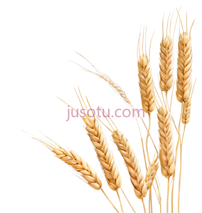 麦穗, PNG