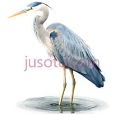 苍鹭,蓝色,白色PNG