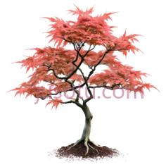 树,盆景,红色PNG