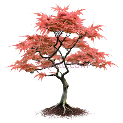树,盆景,红色, PNG