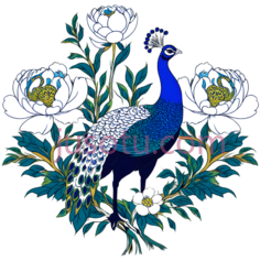 孔雀,牡丹PNG