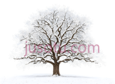 树,冬季,白色PNG