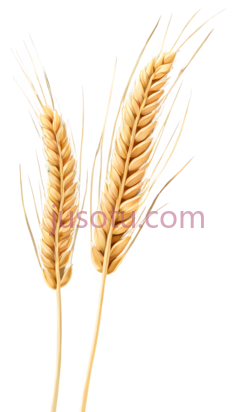 麦穗PNG