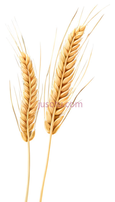 麦穗, PNG