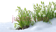 植物,自然生长,绿色,白色PNG