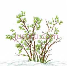 雪地植物,插画,绿色,白色PNG
