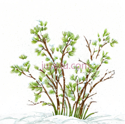 雪地植物,插画,绿色,白色, PNG