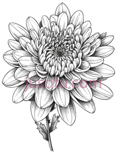 菊花,线条画,黑白PNG