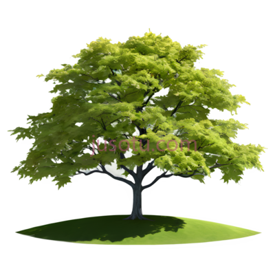 枫树, PNG