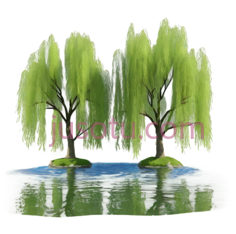 柳树,插画,绿色PNG