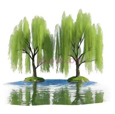柳树,插画,绿色, PNG