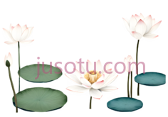 荷花,插画,白色,粉色,绿色PNG