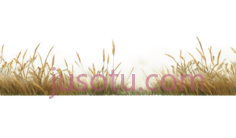 麦穗,自然,黄色PNG