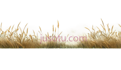 麦穗,自然,黄色, PNG