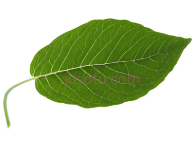 绿叶, PNG
