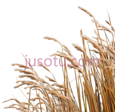 麦穗,自然,黄色PNG