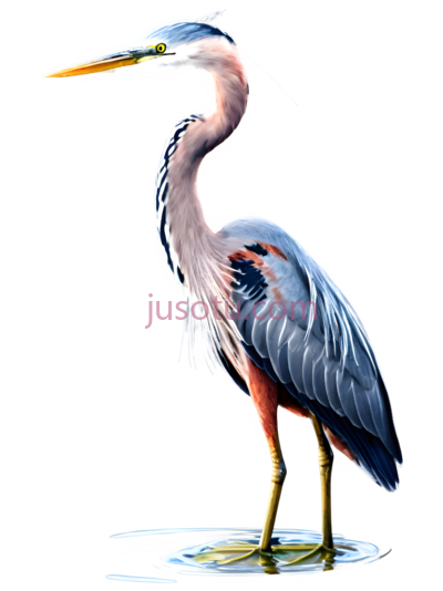 的水鸟,湖泊,色, PNG