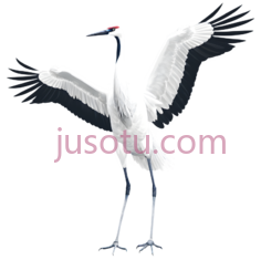 丹顶鹤,卡通,白色PNG