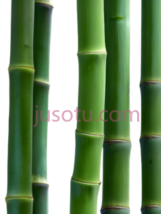 竹子,自然,绿色PNG