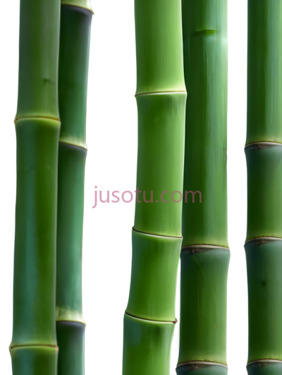 竹子,自然,绿色, PNG