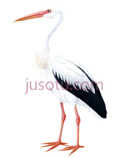 白鹭PNG