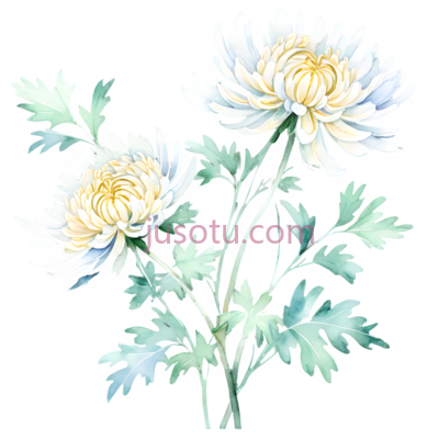 菊花,花瓣, PNG