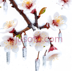 梅花,冰冻,白色,粉色PNG