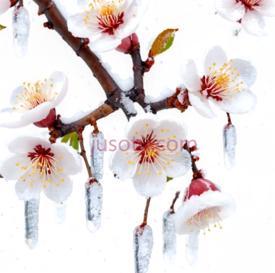 梅花,冰冻,白色,粉色, PNG