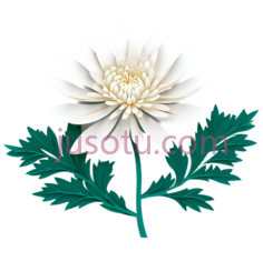 菊花, PNG