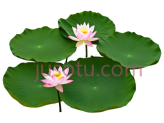 荷花,水面,碧绿,叶片,风光PNG