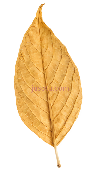 叶子,干燥,黄色, PNG