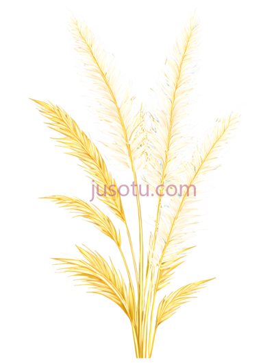 麦穗,插画,金色, PNG