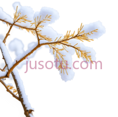 树枝,冬季,白色PNG