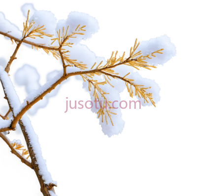 树枝,冬季,白色, PNG