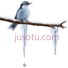 鸟,卡通,白色,灰色PNG