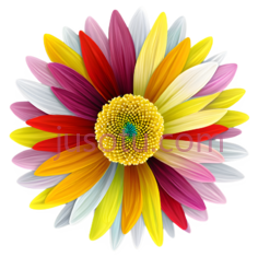 菊花, PNG
