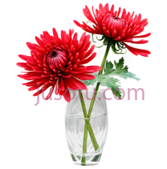红菊, PNG
