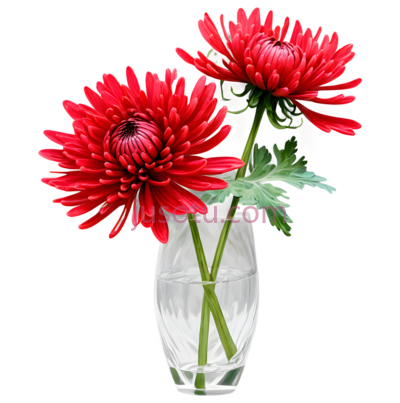 红菊, PNG