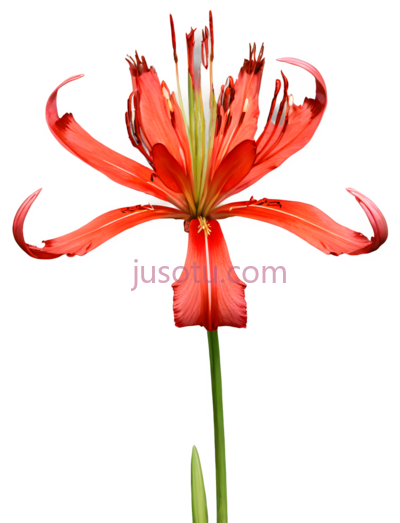 百合花,自然,红色, PNG
