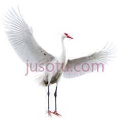 丹顶鹤,飞翔,白色PNG